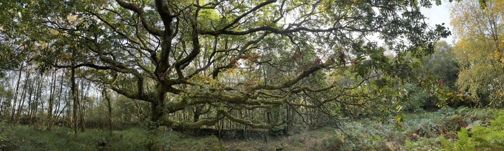 Sligo Forest Retreat المظهر الخارجي الصورة